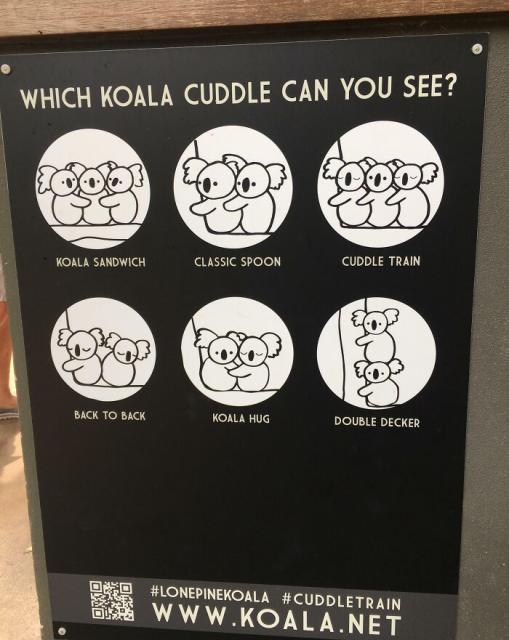 koala hugs