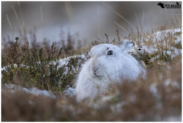 A white mountain hare sitting in amongst the grasses and heather on a hillside, on a snowy day in the Scottish Highlands.