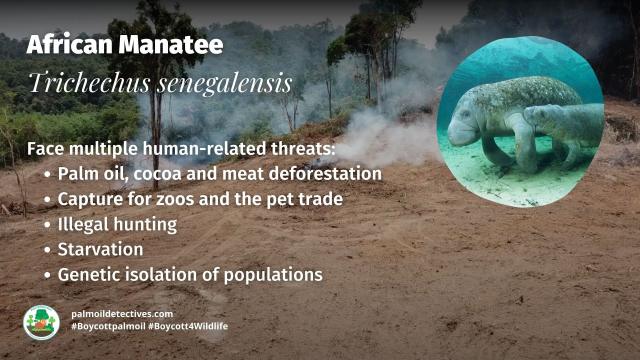 #African #Manatees are #vulnerable from #palmoil #cocoa #deforestation and the #pet and #zoo trade. Fight for them and #Boycottpalmoil #Boycott4Wildlife https://palmoildetectives.com/2023/10/08/african-manatee-trichechus-senegalensis/ via @palmoildetectives 