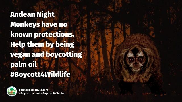 Known for their expressive big eyes, Peruvian Night Monkeys are one of the rarest and most beautiful monkeys in the world. They are critically #endangered by #palmoil and #meat #deforestation. Help them and #Boycottpalmoil #Boycott4Wildlife https://palmoildetectives.com/2023/07/02/andean-night-monkey-aotus-miconax/
