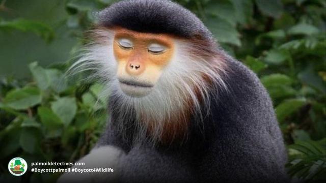 Vividly coloured and with a Zen-like calmness, Red-shanked Douc Langurs are critically endangered by #palmoil and other #deforestation along with #hunting throughout their range. Help them and be #vegan #Boycottpalmoil #Boycott4Wildlife https://palmoildetectives.com/2021/01/25/red-shanked-douc-langur-pygathrix-nemaeus/ via @palmoildetectives 