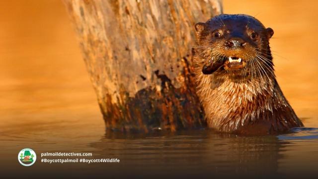 Giant Otters are intelligent and resourceful guardians of the #Amazon #SouthAmerica. They are #Endangered from #gold #mining, #palmoil #soy and cattle ranching. Help them by going #vegan and #Boycottpalmoil #Boycott4Wildlife https://palmoildetectives.com/2022/09/04/giant-otter-pteronura-brasiliensis/ via @palmoildetectives 

