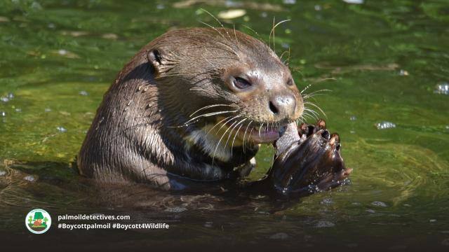 Giant Otters are intelligent and resourceful guardians of the #Amazon #SouthAmerica. They are #Endangered from #gold #mining, #palmoil #soy and cattle ranching. Help them by going #vegan and #Boycottpalmoil #Boycott4Wildlife https://palmoildetectives.com/2022/09/04/giant-otter-pteronura-brasiliensis/ via @palmoildetectives 

