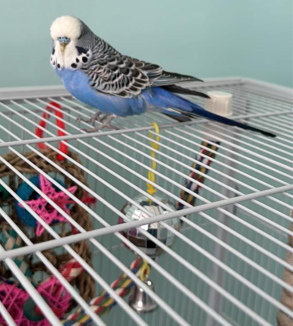 Lovely blue English budgie on top of his cage