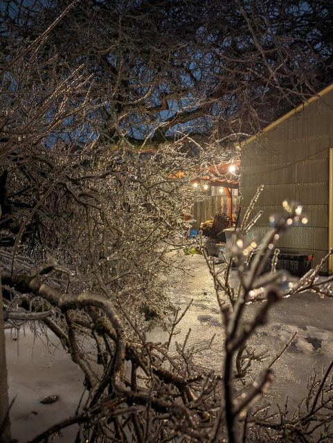 A tangle of branches, near, middle, and far are all covered in ice. The lights hanging on the garage patio roof makes all the little icicles sparkle.