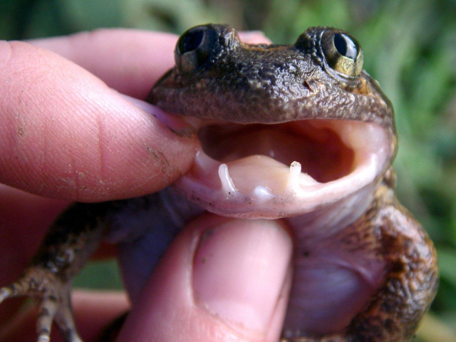 #News: Researchers have recently discovered a species of #frog with fangs! the smallest one ever discovered, deep in the rainforests of #Sulawesi #Indonesia #research. Help keep the rainforests standing for them, be #vegan and #Boycottpalmoil #Boycott4WIldlife  https://www.sciencedaily.com/releases/2023/12/231221011931.htm 