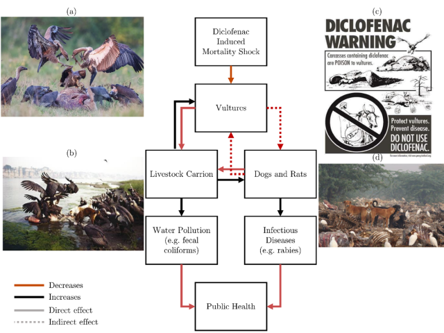 Figure 1: Schematic relationship of ecosystem interactions & environmental quality. 

The flowchart visually shows the ecological chaos and cascades from diclofenac use to vultures, cows, dogs, rats, water pollution, infectious diseases.
