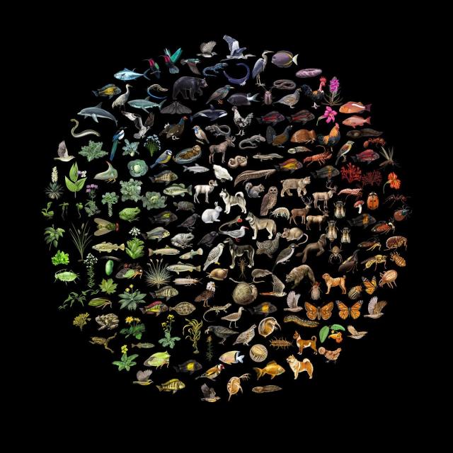 A circle on black background made up of many kinds of plants and animals.