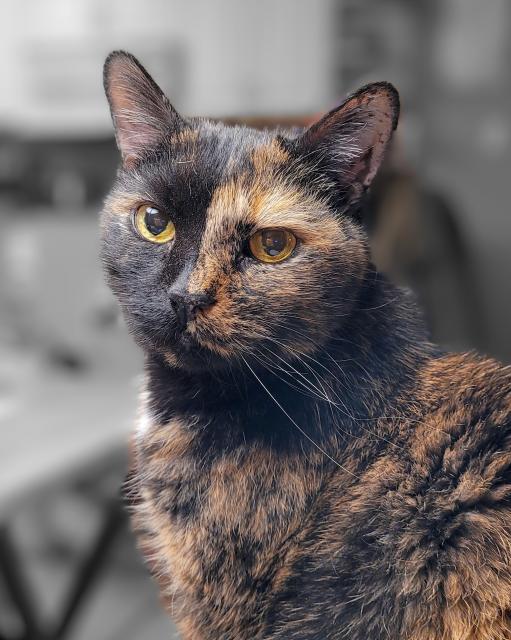 Headshot of Lily, a black and orange tortoiseshell cat, looking over her shoulder at me, and being very regal.