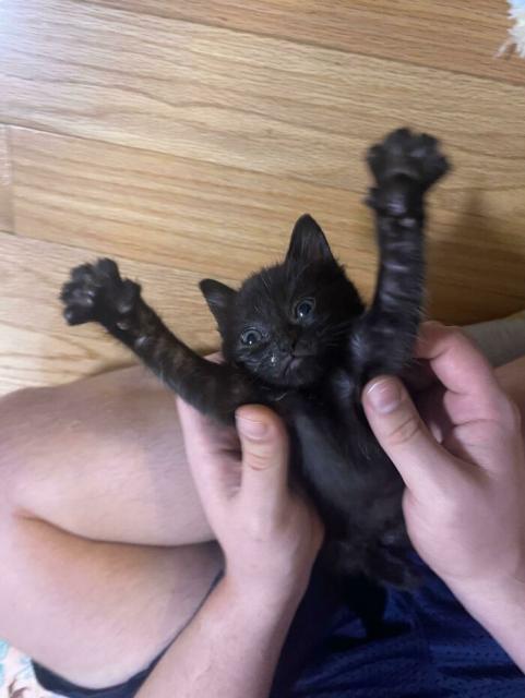 kitten with paws in air