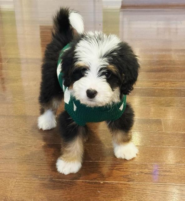 Black, white & brown puppy in a green & white sweater
