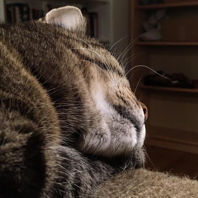 Close-up of a gray tabby cat sleeping comfortably, her white, fluffy chin resting on her front paw. 