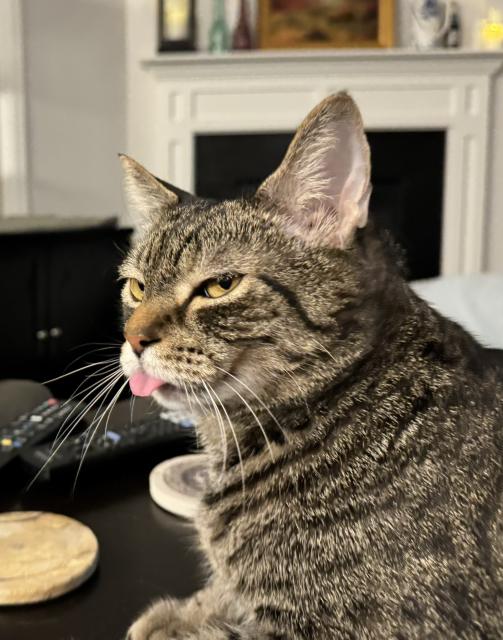 Gray tabby cat with squinty eyes looking at me with side eye and blepping.