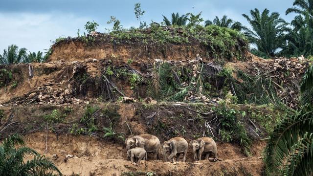 A family of elephants move through destroyed rainforest planted with palm oil 

‘I don’t believe #palmoil can ever be #sustainable. There is an enormous amount of #greenwashing around this issue. I support the #Boycottpalmoil #Boycott4Wildlife movement’ @BBC presenter/entomologist Dr George McGavin #entomology https://palmoildetectives.com/2021/10/18/entomologist-academic-tv-presenter-dr-george-mcgavin-in-his-own-words/ via @palmoildetectives 
