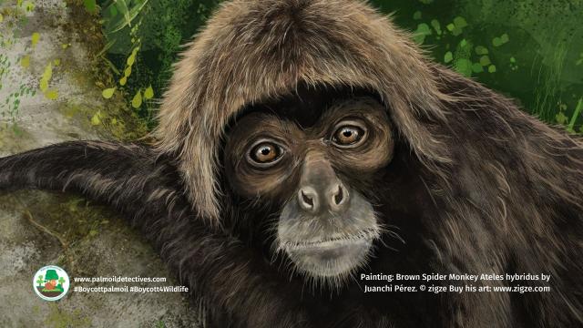 Brown spider monkey painting by Juanchi 

Juanchi Pérez is a #vegan #animalrights advocate and #wildlife artist who paints species of #Peru #Ecuador in his exquisite art. He discusses why #animals should matter more to us all than #greed @ZIGZE #Boycottpalmoil #Boycott4Wildlife https://palmoildetectives.com/2023/08/27/wildlife-artist-and-animal-rights-advocate-juanchi-perez-in-his-own-words/ via @palmoildetect
