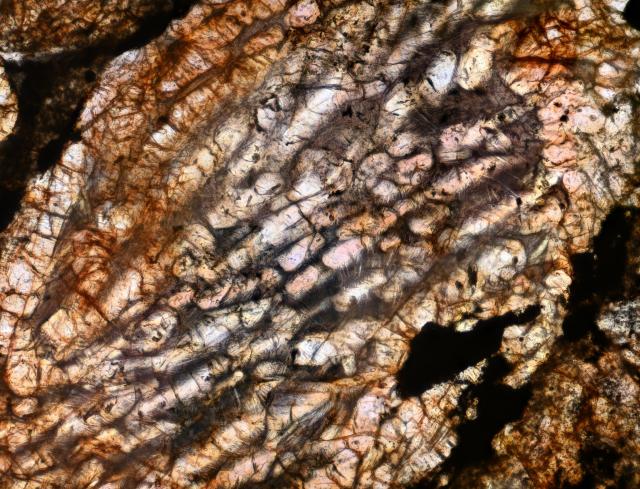 Microphoto of a thin section of the Selma Meteorite.

Solar Anamnesis, CC BY-NC-SA 2.0 via Flickr: https://flic.kr/p/24Q1jx8