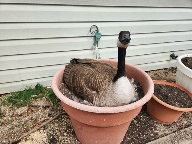nesting goose