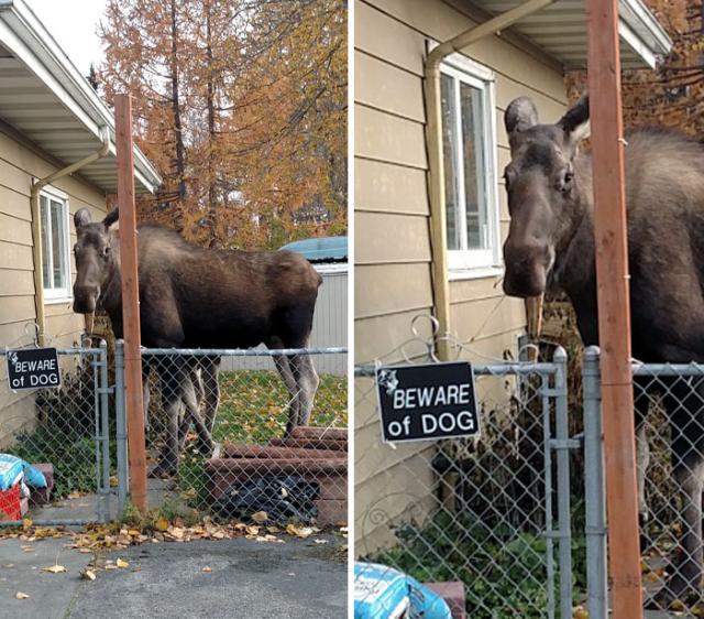 moose guard