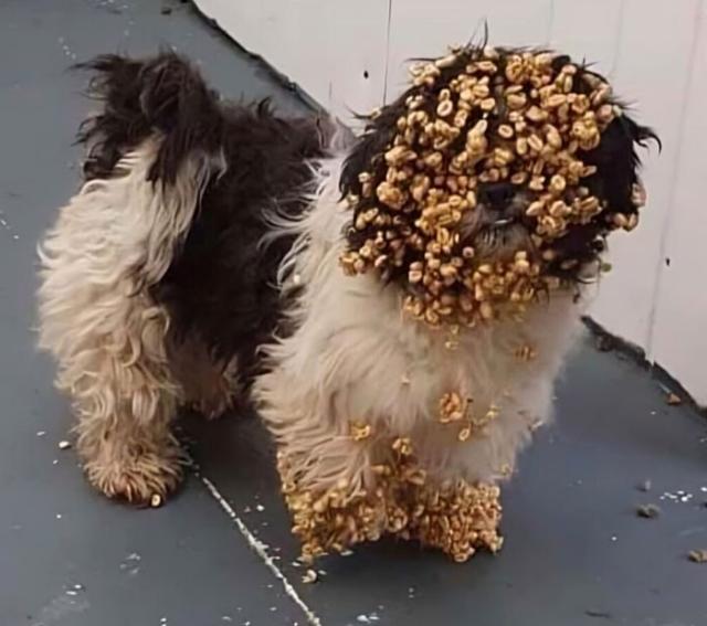 dog covered in cereal
