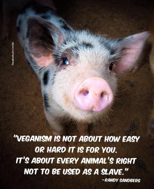 Text: "VEGANISM IS NOT ABOUT HOW EASY OR HARD IT IS FOR YOU.
IT'S ABOUT EVERY ANIMAL'S RIGHT NOT TO BE USED AS A SLAVE."
- RANDY SANDBERG, PICTURE: Sad piglet 