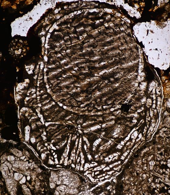 Microphoto of a thin section of the Saratov Meteorite.

Solar Anamnesis, CC BY-NC-SA 2.0 via Flickr: https://flic.kr/p/2jebowU