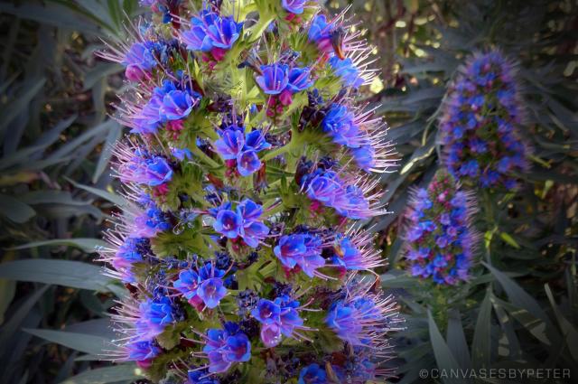 Vibrant Pride of Madeira flowers (C)P.Gamble Photography