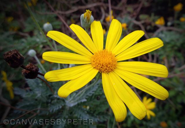 A yellow daisy flower (C)P.Gamble Photography