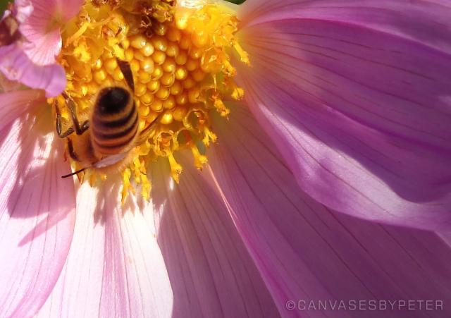 A bee visiting a tree dahlia flower (C)P.Gamble Photography