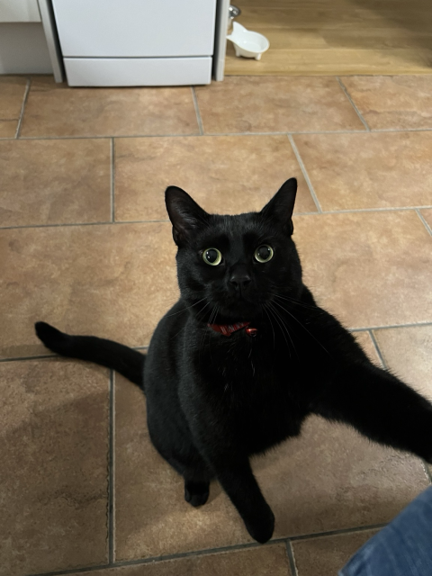 Black cat tapping owners leg, empty bowl in background 
