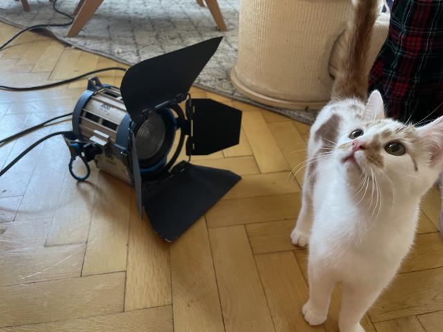 An Arri 650W fresnel light on the floor, with a white cat with a pink nose and orange patches also in frame looking up out of the frame. 