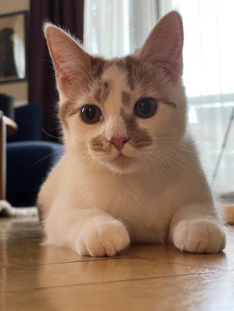 A white cat with a pink nose and orange patches lying like a sphinx on the floor. Her name is Peaches. 
