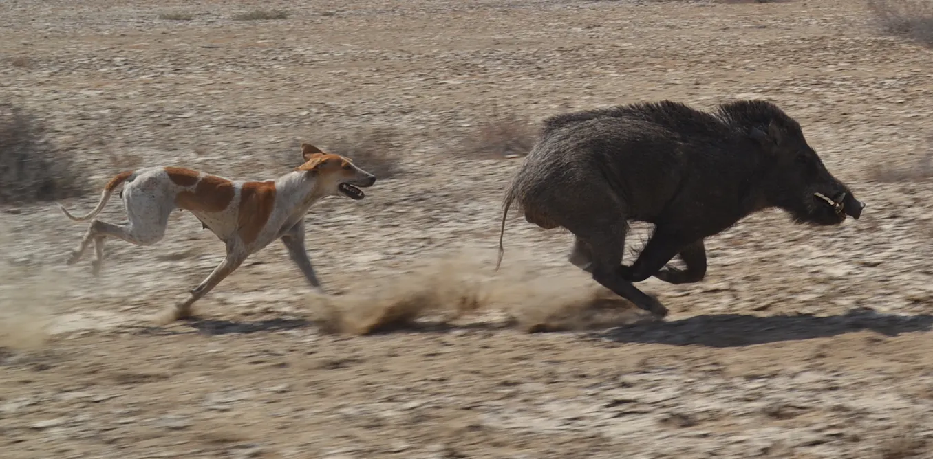 dog chase