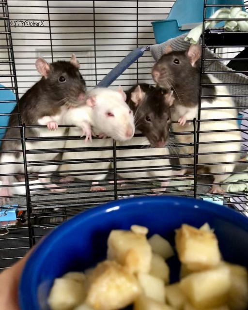 Four girl ratties standing at the open door of the rat manor, ready for the breakfast. From left to right, Aretha, Helena, Ella, and Dinah. Aretha and Dinah are standing up while Helena and Ella are leaning forward on the rail—as the door folds and opens downward.
I’m holding a navy bowl of fruits, prepared in chickpea size, in the foreground.

Aretha is dark brown with white Milky Way tummy. Helena is white with a little brown smudge on her nose and ruby eyes. Ella and Dinah are both dark brown hooded white ratties with dark brown markings on the back. All beautiful ratties.
Horizontal photo, 2019.