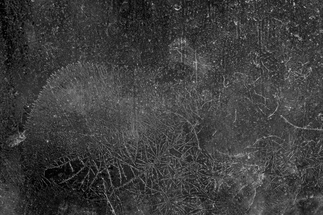 Macro shot of fungus inside a window pane. It has a fine fan like shape that looks a bit like frost.