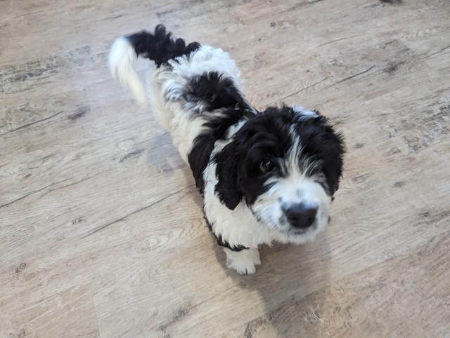 Tail wagging bernedoodle 