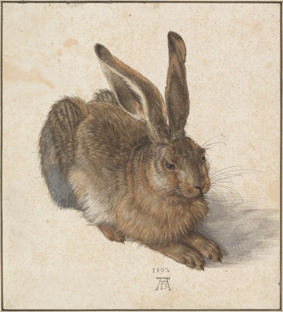 depiction of a hare. contrary to the title, it appears to be an adult.
