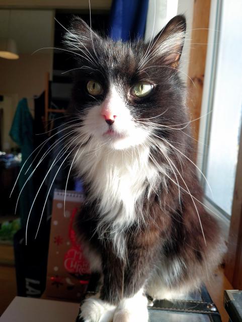 A fluffy tux cat sit-standing on the windowsill, looking up and to the left of the camera. The winter sunlight is picking out all the shades of brown in his usually black-looking coat. He's got lovely green eyes, a pink nose, and his whiskers are of a frankly phenomenal length.