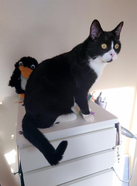 A younger, sleeker tux cat sit-standing on my vanity, looking towards the window, his tail kinked inquisitively. Behind him is Mr Flibble, a penguin hand puppet from the series Red Dwarf.