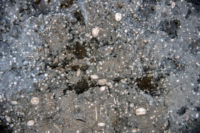 Numulitenkalk, Nummulitic limestone

Hannes Grobe/AWI, CC BY-SA 4.0, via Wikimedia Commons. Color edits.