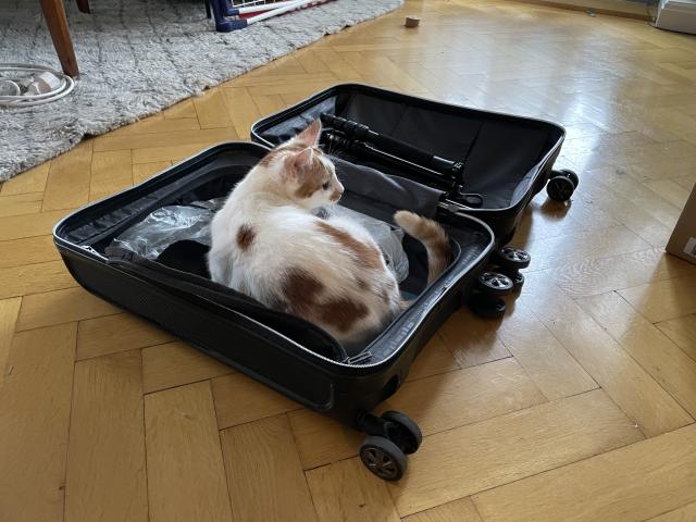 A white cat with orange patches sits in an open  suitcase. 