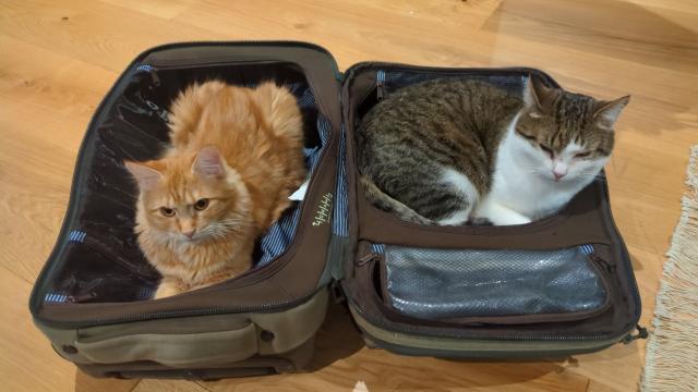 my two cats in a suitcase