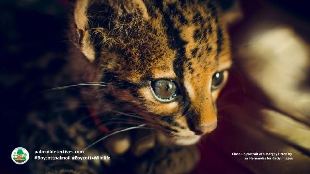 Margay 

#News: Recent changes to the #law that decriminalise illegal #logging in the rainforests of #Peru for #palmoil #meat and #gold mining are an attack on Peru’s forests, #indigenous peoples and the integrity of an entire nation #BoycottGold #Boycottpalmoil https://dialogochino.net/en/climate-energy/388343-opinion-peru-forestry-law-will-undermine-its-citizens-human-rights/