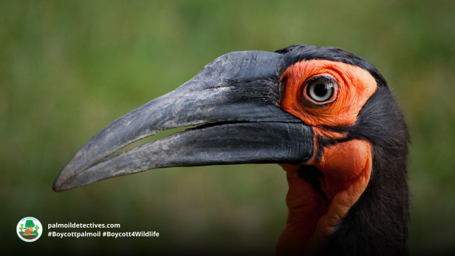Southern Ground Hornbill

#News: Recent changes to the #law that decriminalise illegal #logging in the rainforests of #Peru for #palmoil #meat and #gold mining are an attack on Peru’s forests, #indigenous peoples and the integrity of an entire nation #BoycottGold #Boycottpalmoil https://dialogochino.net/en/climate-energy/388343-opinion-peru-forestry-law-will-undermine-its-citizens-human-rights/