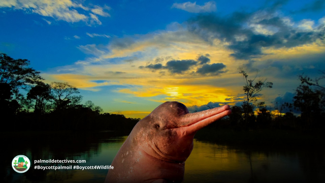 Amazon River Dolphin 

#News: Recent changes to the #law that decriminalise illegal #logging in the rainforests of #Peru for #palmoil #meat and #gold mining are an attack on Peru’s forests, #indigenous peoples and the integrity of an entire nation #BoycottGold #Boycottpalmoil https://dialogochino.net/en/climate-energy/388343-opinion-peru-forestry-law-will-undermine-its-citizens-human-rights/