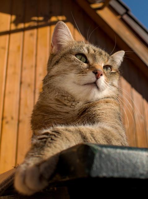 Low angle shot of a tabby cat lying on a bench. She looks over the camera with tilted head. Left left extended to the side. All lit by bright sunlight from the right.