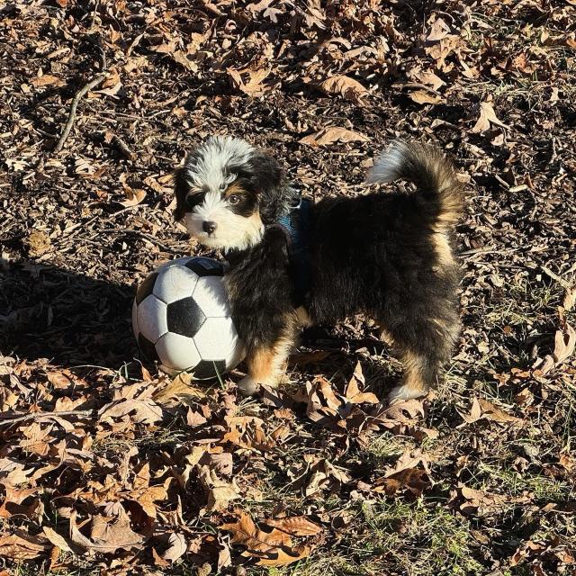 A black, white & tan puppy next to a soccer ball