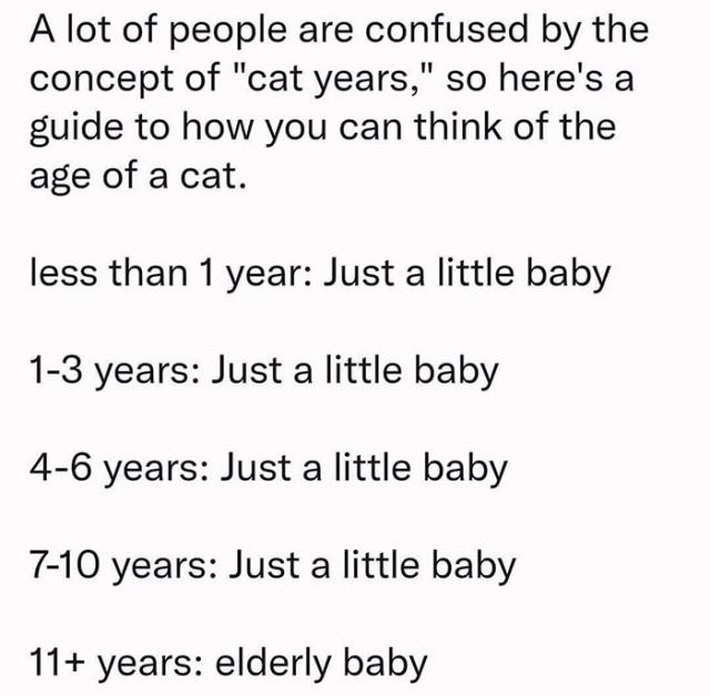 calculating cat years