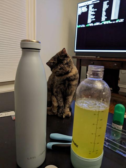 soot, a tortie kitten, tilting her head extremely while watching a fizzing drink