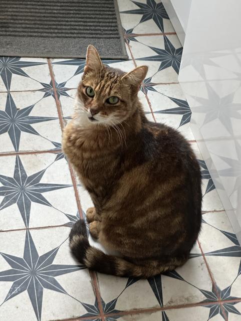 A gorgeous tabby cat with green eyes