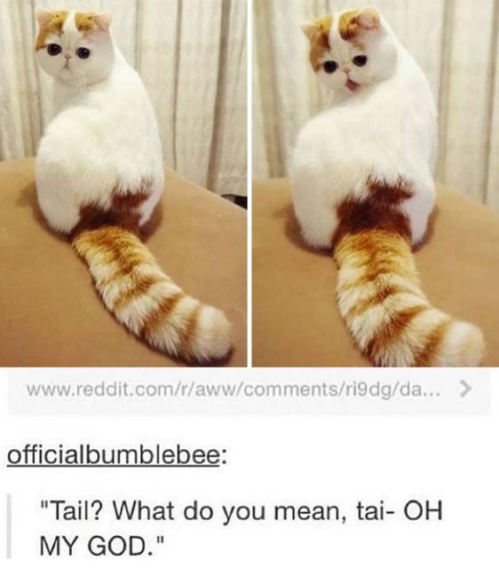 cat discovers tail